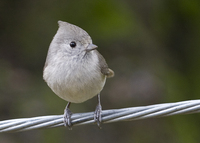 : Baeolophus inornatus; Oak Titmouse