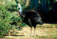 : Casuarius casuarius casuarius; Double-wattled Cassowary