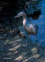 : Egretta rufescens; Reddish Egret