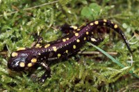 : Salamandra salamandra gallaica; Fire Salamander