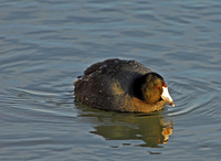 : Fulica americana; American Coot