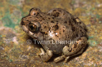 : Spea multiplicata; Mexican Spadefoot