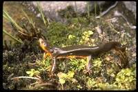 : Taricha granulosa; Rough-skinned Newt