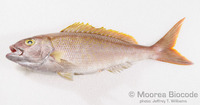 : Pristipomoides filamentosus
