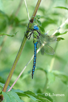 : Aeshna viridis; Green Hawker