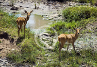 : Redunca redunca; Bohor Reedbuck