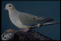 : Zenaida macroura; Mourning Dove