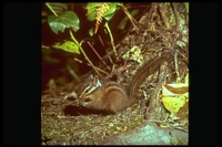 : Tamias townsendii; Townsend Chipmunk