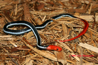 : Bungarus flaviceps; Red Headed Krait