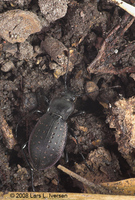 : Carabus hortensis