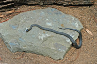 : Diadophis punctatus edwardsii; Northern Ringneck Snake