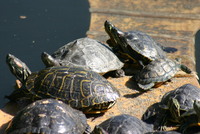 : Graptemys pseudogeographica; False Map Turtle