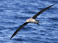 Black-footed Albatross about 30 miles offshore. 1 October 2006. Photo by Angus Wilson