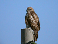 말똥가리 Buteo buteo | common buzzard