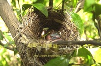 직박구리의 부화 bulbul hatching