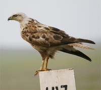 Long-legged Buzzard