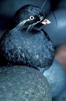 Aethia pygmaea - Whiskered Auklet