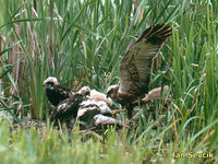 Photo of Circus aeruginosus, Marsh Harrier, Rohrweihe, moták pochop.