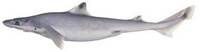 Endeavour Dogfish - Centrophorus moluccensis