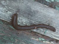 Hirudo verbana