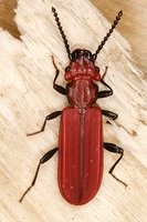 Cucujus cinnaberinus