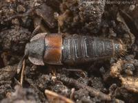 Dinarda dentata