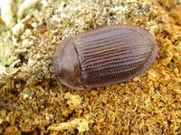 Ostoma ferruginea