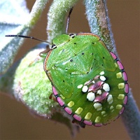 Nezara viridula