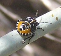 Stenozygum coloratum