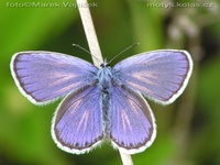 Plebeius argyrognomon - Reverdin's Blue