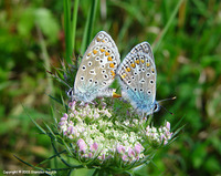 Polyommatus icarus - Common Blue