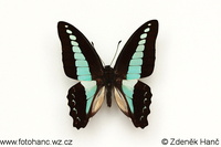 Graphium sarpedon luctatius