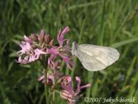 Leptidea reali - Réal's Wood White