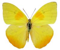 Phoebis philea - Orange-Barred Sulphur