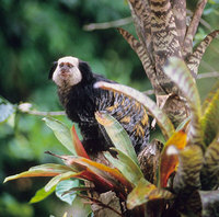 White-headed marmoset (Callithrix geoffroyi)