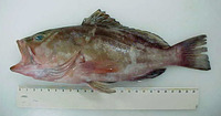 Image of Epinephelus morio, Red grouper, Rød havaborre, Deer grouper, Brown grouper, Cherna de v...