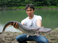 Silurus biwaensis, Lake Biwa catfish: gamefish