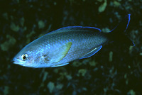 Azurina hirundo, Swallow damsel: