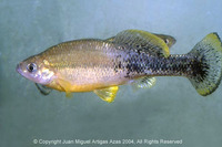 Ilyodon furcidens, Goldbreast splitfin: fisheries, aquarium