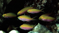 Pseudanthias bartlettorum, Bartlett's anthias: