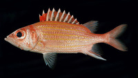 Neoniphon aurolineatus, Yellowstriped squirrelfish:
