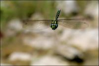 Aeshna cyanea - Southern Hawker Dragonfly