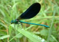 Calopteryx virgo - Beautiful Demoiselle