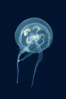 Aurelia aurita - Moon jellyfish