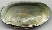 Unio crassus - Thick Shelled River Mussel