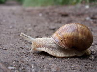 Helix pomatia - Roman Snail