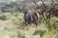 Image of: Taurotragus oryx (eland)