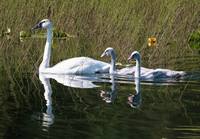 Cygnus buccinator - Trumpeter Swan