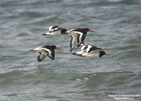 Haematopus ostralegus - Eurasian Oystercatcher