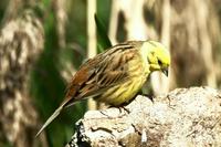 Emberiza citrinella - Yellowhammer